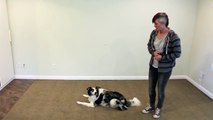 Cute easy and popular trick to train - dog clicker training-DRlOf9nYjKs