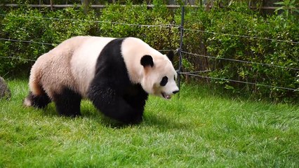 パンダの溺れ芸（白浜アドベンチャーワールドにて）