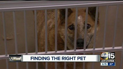 What you need to know when rescuing pets