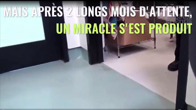 Ce chien de refuge comprend qu'il a enfin trouvé quelqu'un venu pour l'adopter