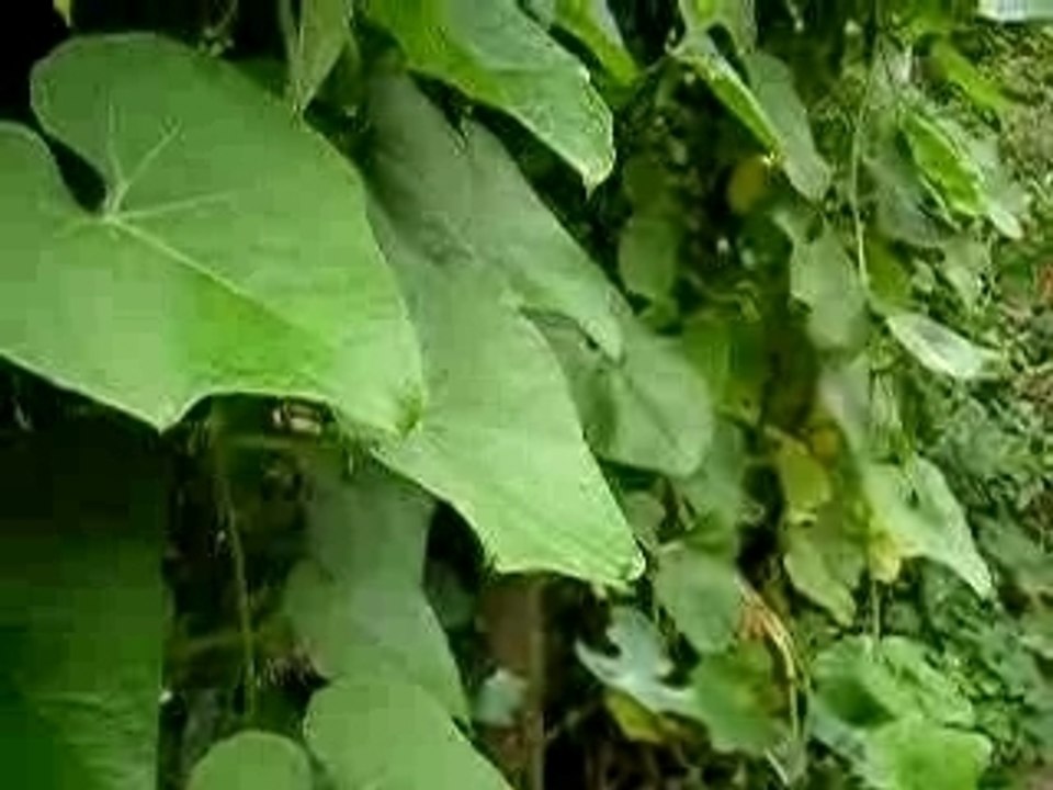 Des  Chayottes dans son jardin