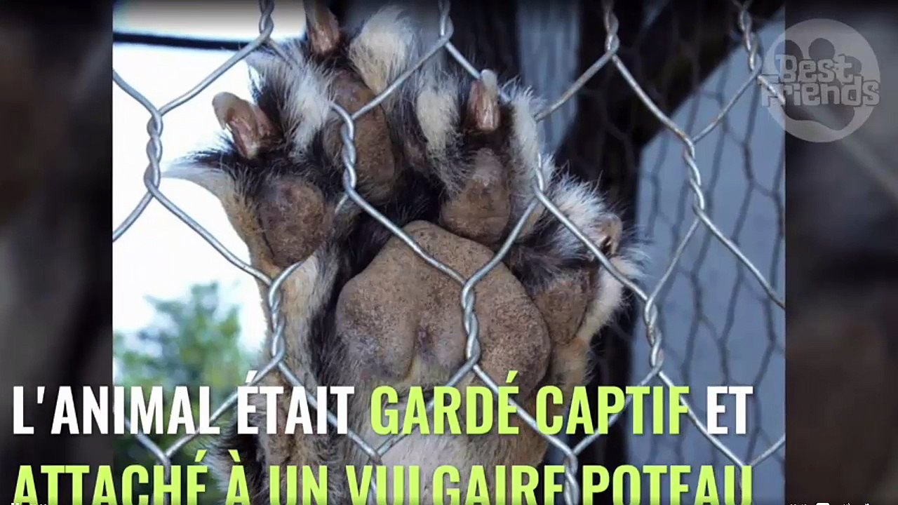 Enchaîné toute sa vie à un poteau, ce lion va enfin connaître la liberté