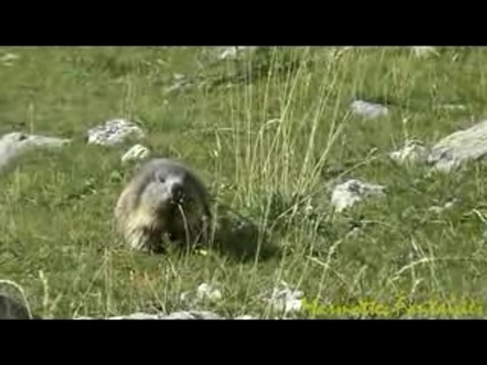 La marmotte mouillée