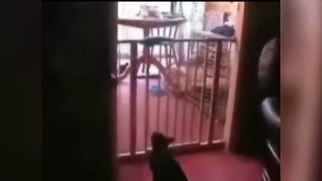 animals monkey-hi-9