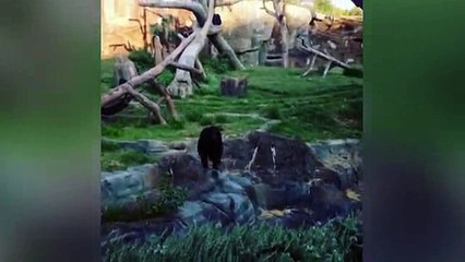 animals monkey-hi-11