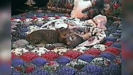 animals monkey-hi-14