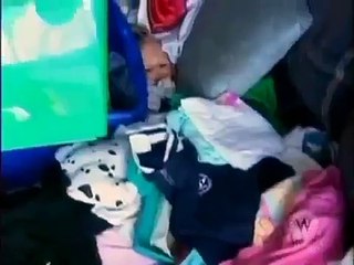 Animal Adventure Park Giraffe Cam