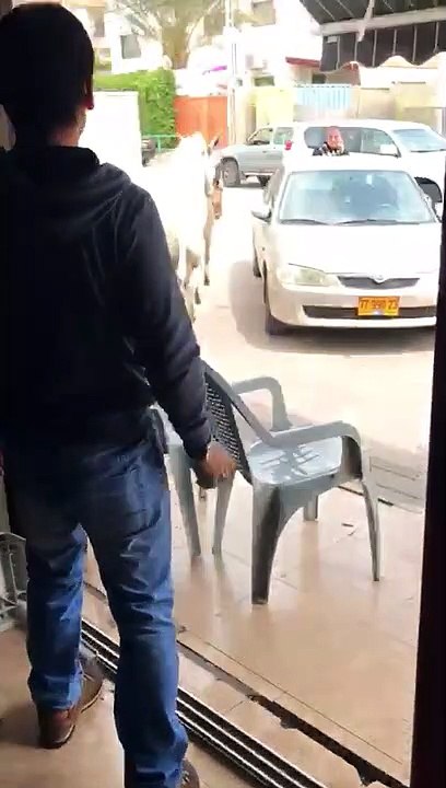 زواج الحيوانات 