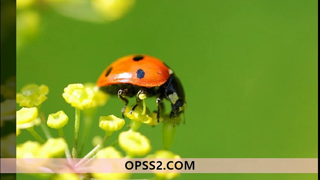 Ladybird 강동오피 강동건마 오피쓰 OPSS2.COM