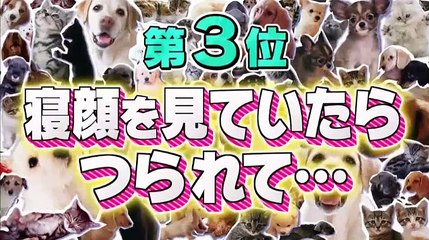 超かわいい映像連発！どうぶつピース 総勢257匹!最高にカワイイ瞬間ベスト23   2017年04月14日 170414 part 2/3