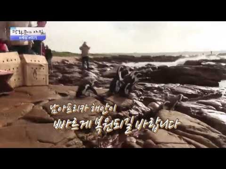 감동, 기름에 젖은 팽귄을 목욕시키다! [광화문의 아침] 317회 20160919