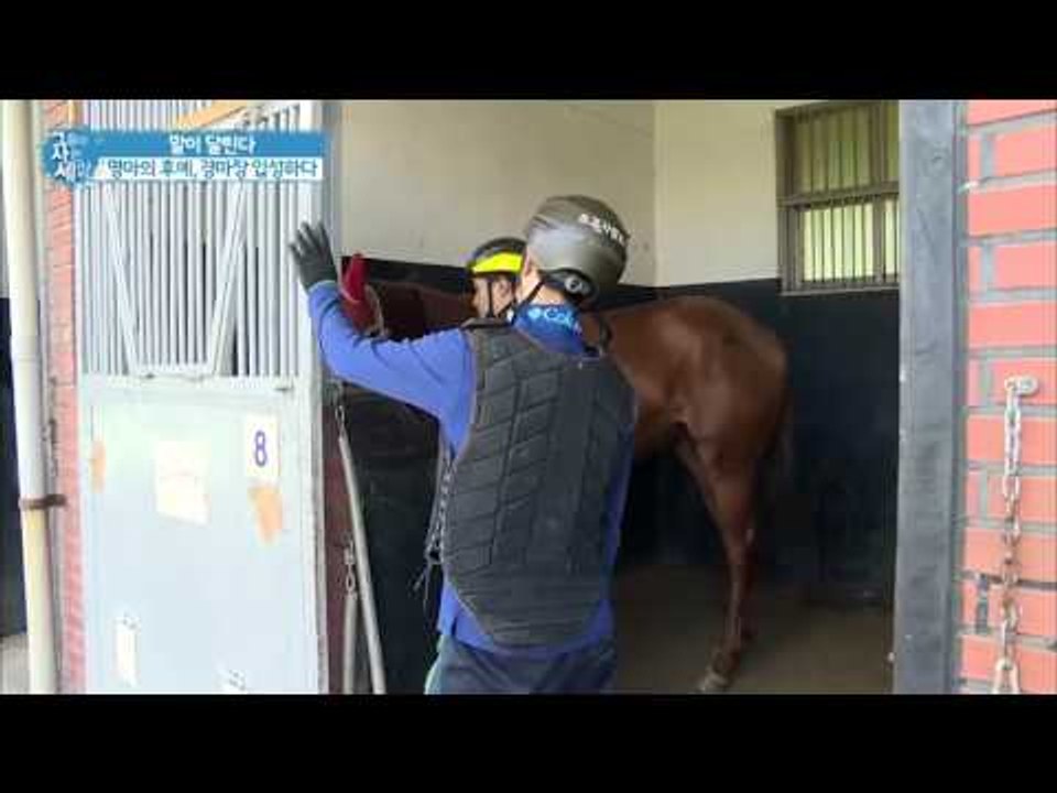 경마장에 첫 입성하는 말! [그들이 사는 세상] 11회 20160918