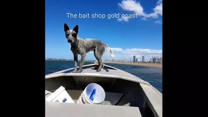 Fastest dog in Australia