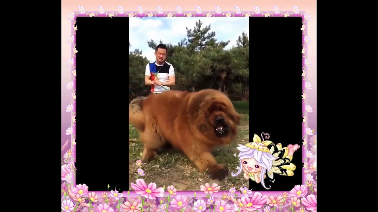 Fat dog