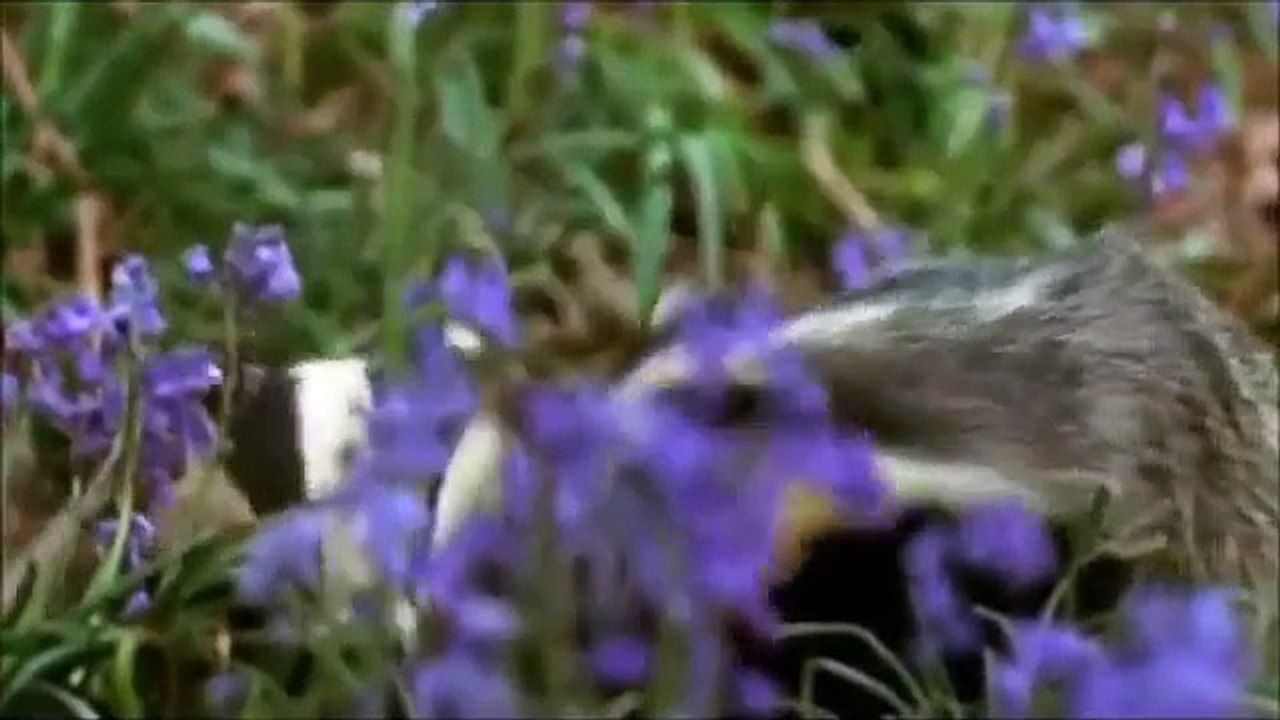 A Farm For The Future Documentary