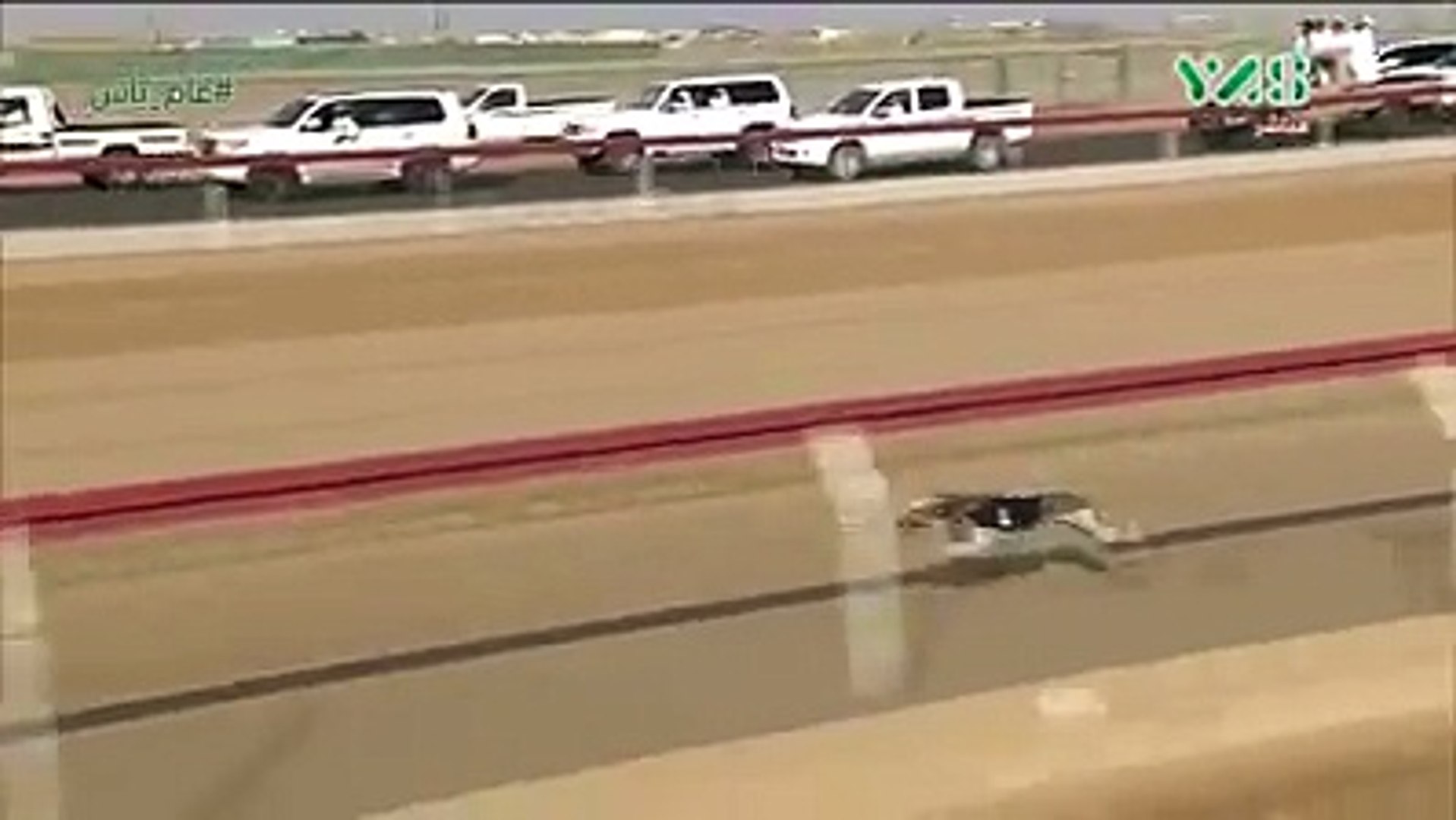 Dogs Race