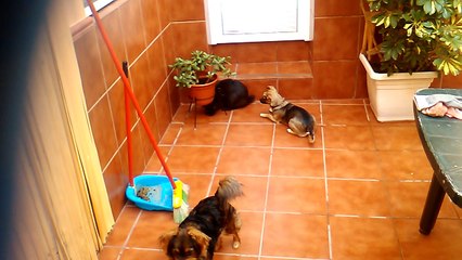 Las perritas molestando al pobre conejo