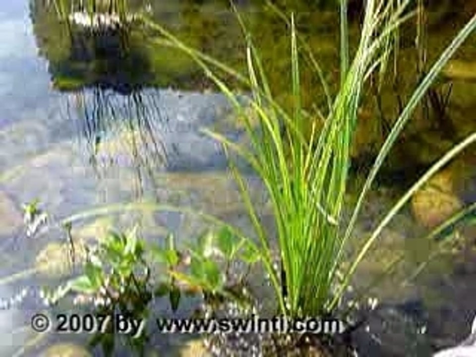 Wissens Management - Film