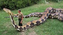 Amazing BIG python    BIG anaconda    Largest Snake    Biggest Snake of the World 2016