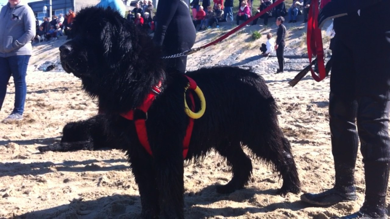 Démonstration de sauvetage avec des chiens Terre-neuve