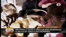 Cadela heroína salva bebé de morrer congelado