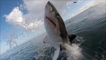 Il filme un grand requin blanc de très près... Dingue