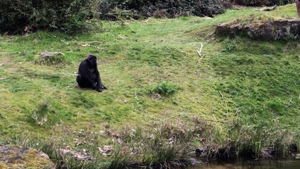 Un gorille capture un bébé canard... cruel!