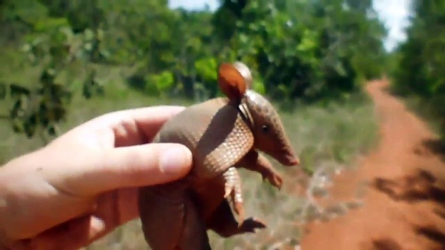 Trop mignon le petit tatou...