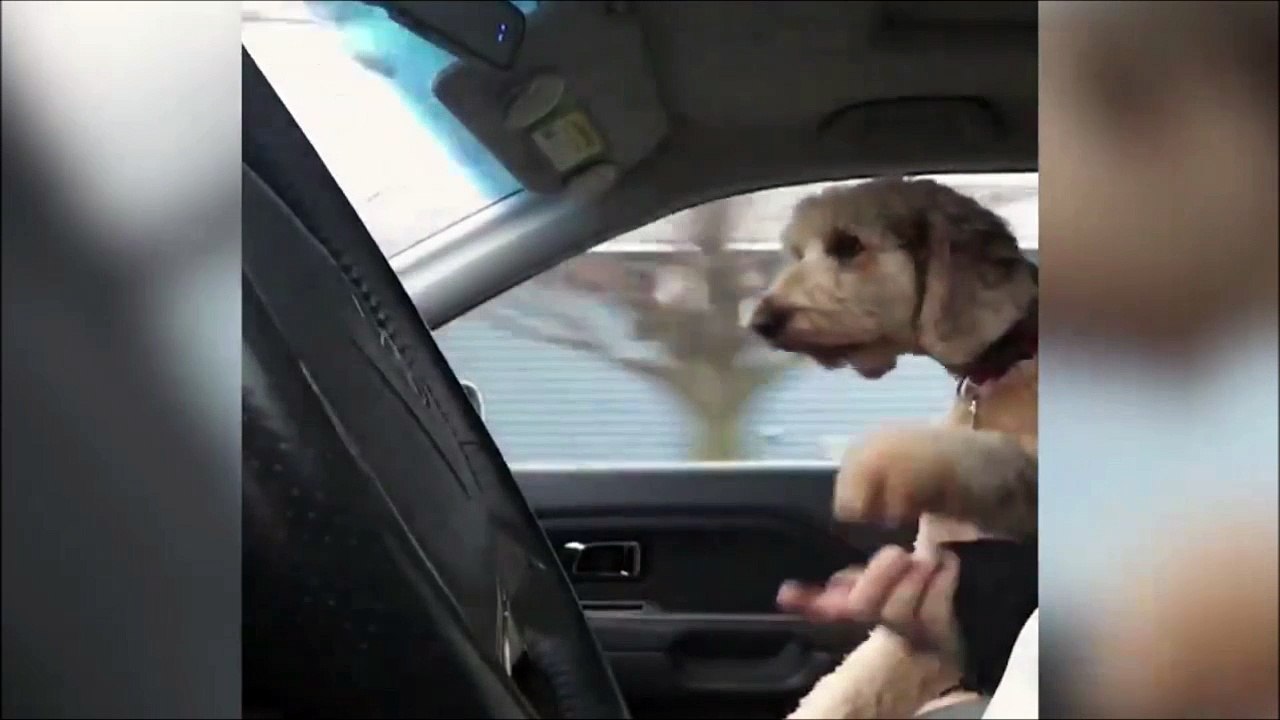 Tiens moi la main papa... Trop mignon le chien