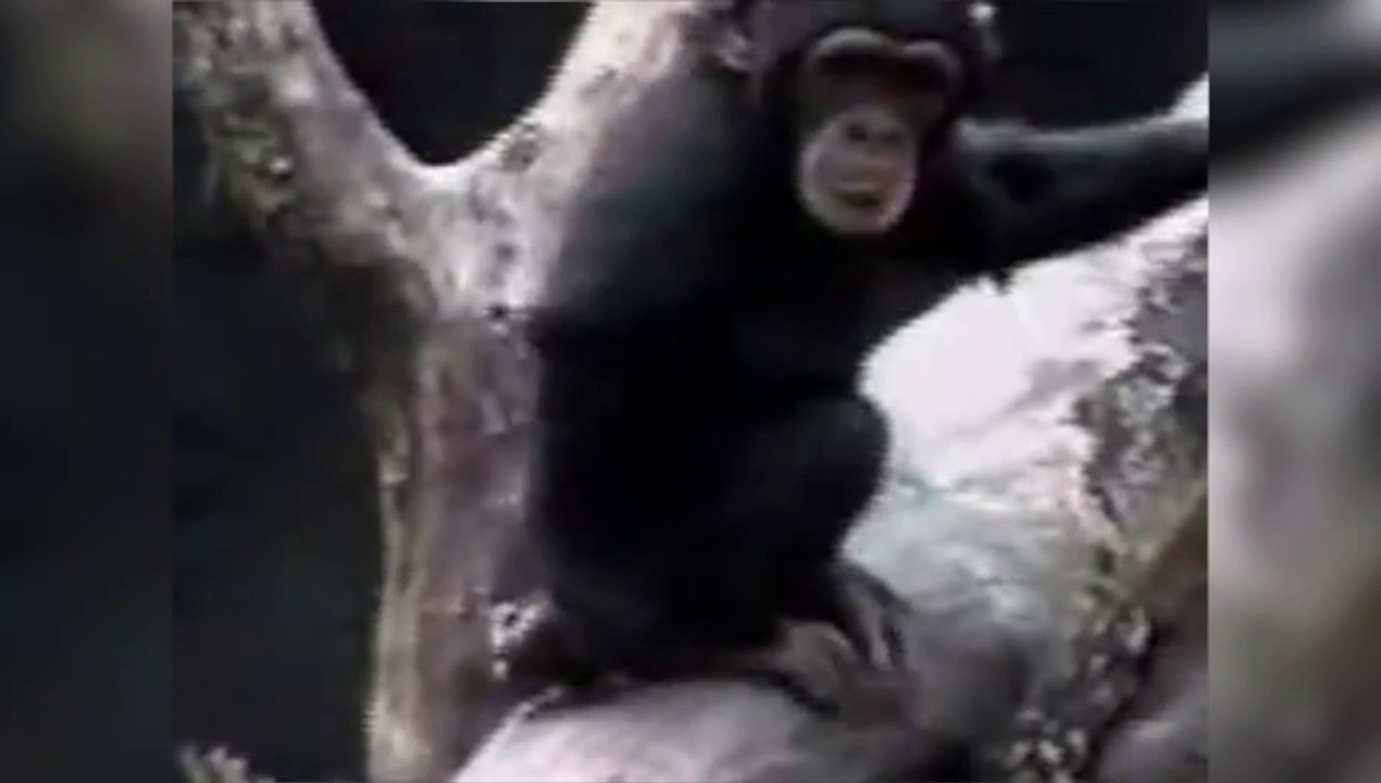 Et ouais tu pues du cul mon singe!