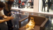 Quand tu croises Garfield en vrai dans un centre commercial