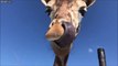 Comment les girafes se grattent-elles le nez... Ah d'accord