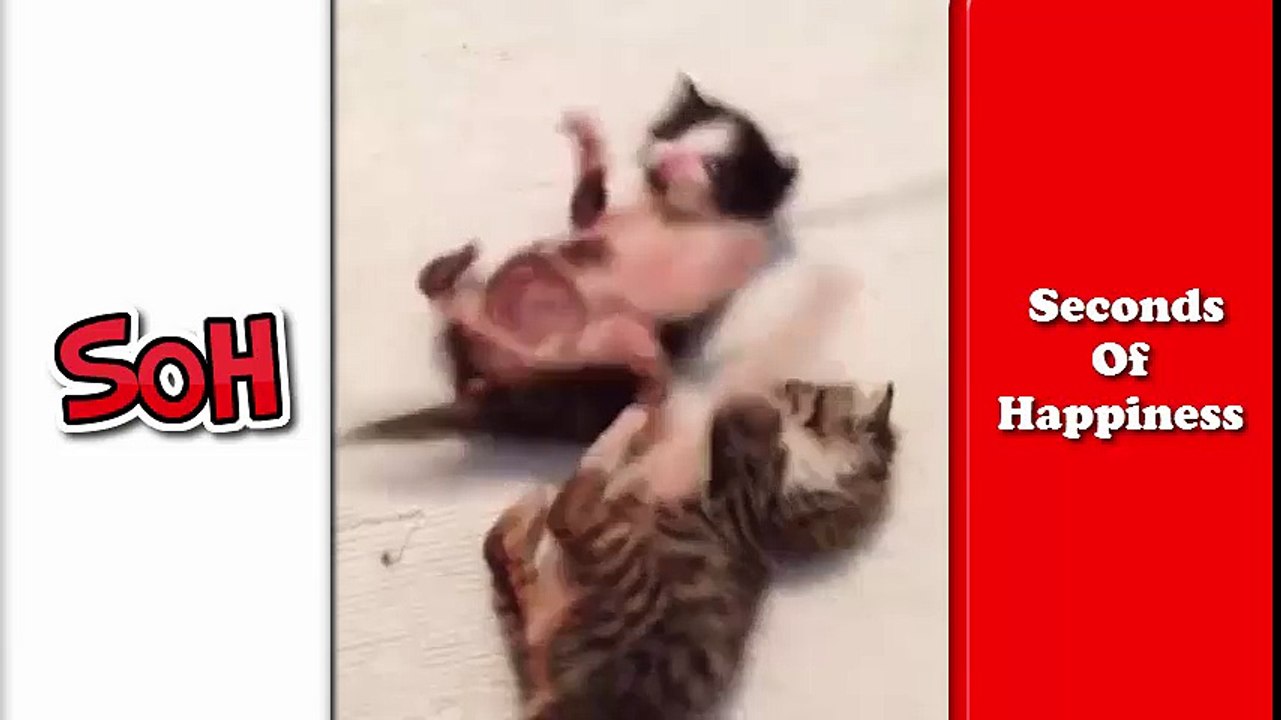 catfightclubtoo - fat to roll over - Seconds Of Happiness