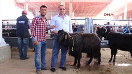 Burdur'da En Güzel Keçi ve Koç Yarışması Yapıldı