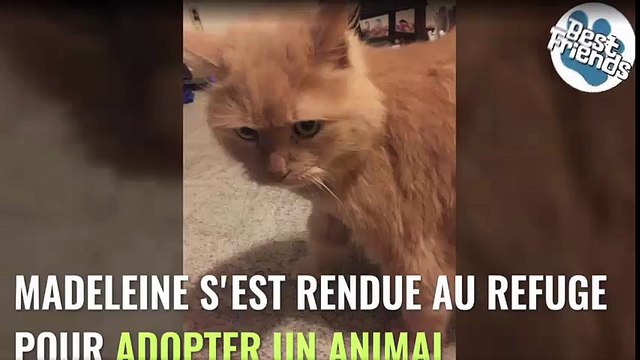 Une jeune femme décide d'adopter le chat dont personne ne voulait au refuge