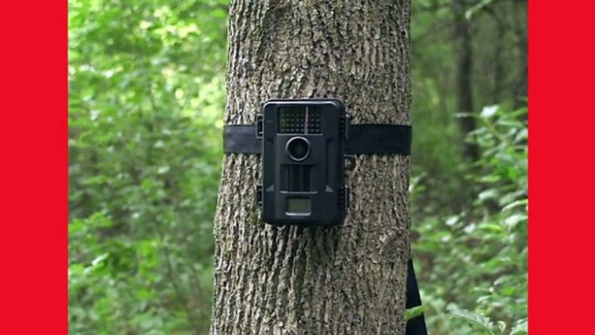 Trail Cameras