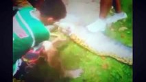 Animais selvagens - Os ataque de animais selvagens - Anaconda Vs Cachorro - Anaconda Vs Veado -