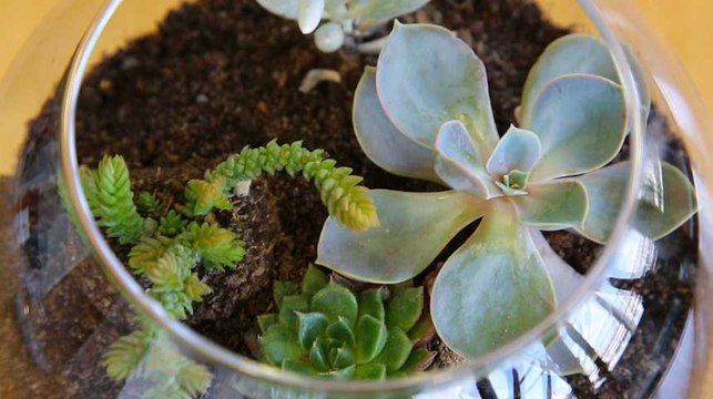 Comment réaliser son terrarium et créer un jardin miniature