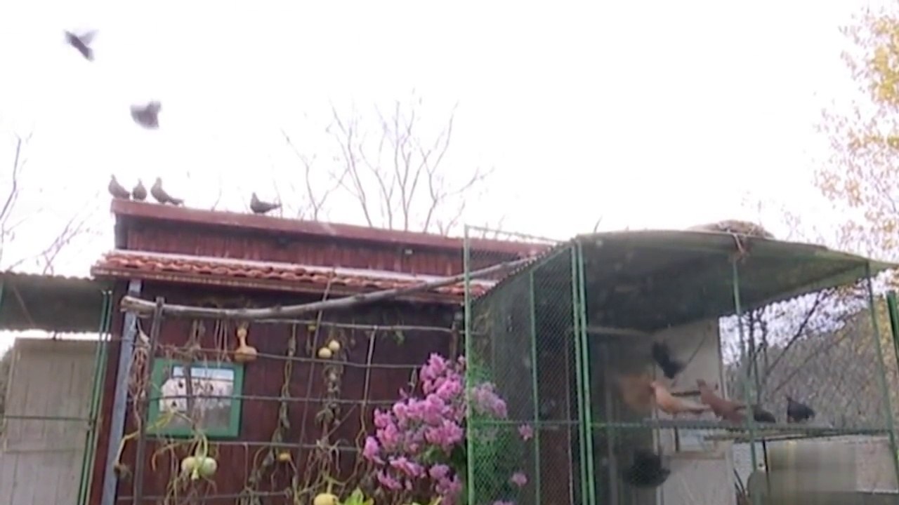 Golubarstvo: Zenički prevrtač