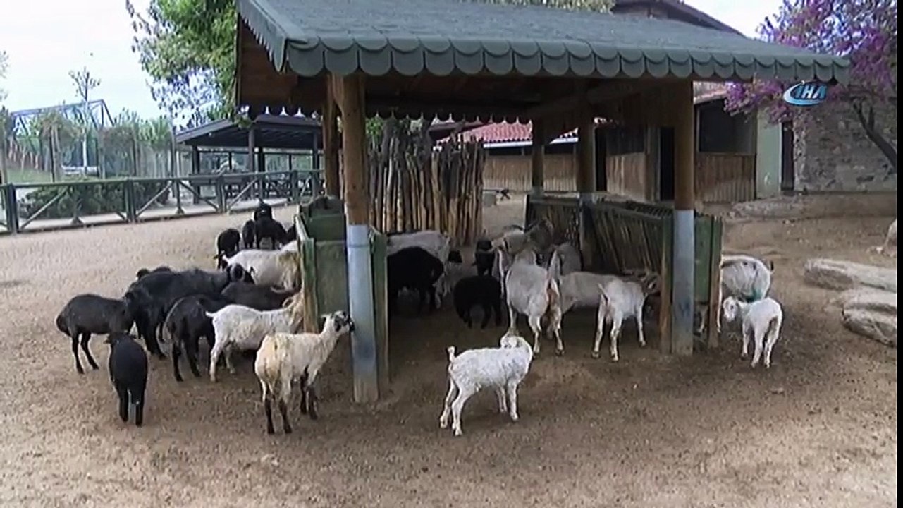 Koyun ve Keçiler Bahara Hazırlandı