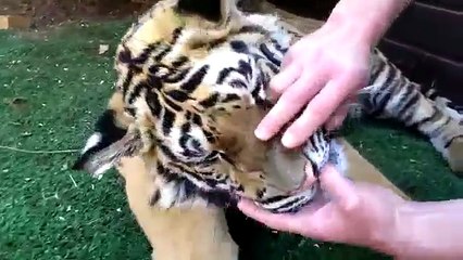 Đây là cách mà dân Dubai nhổ răng cho hổ