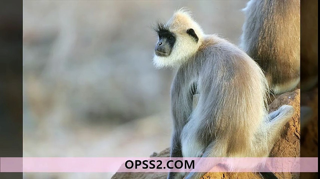Langur, gray 강동오피 강동건마 오피쓰 OPSS2.COM