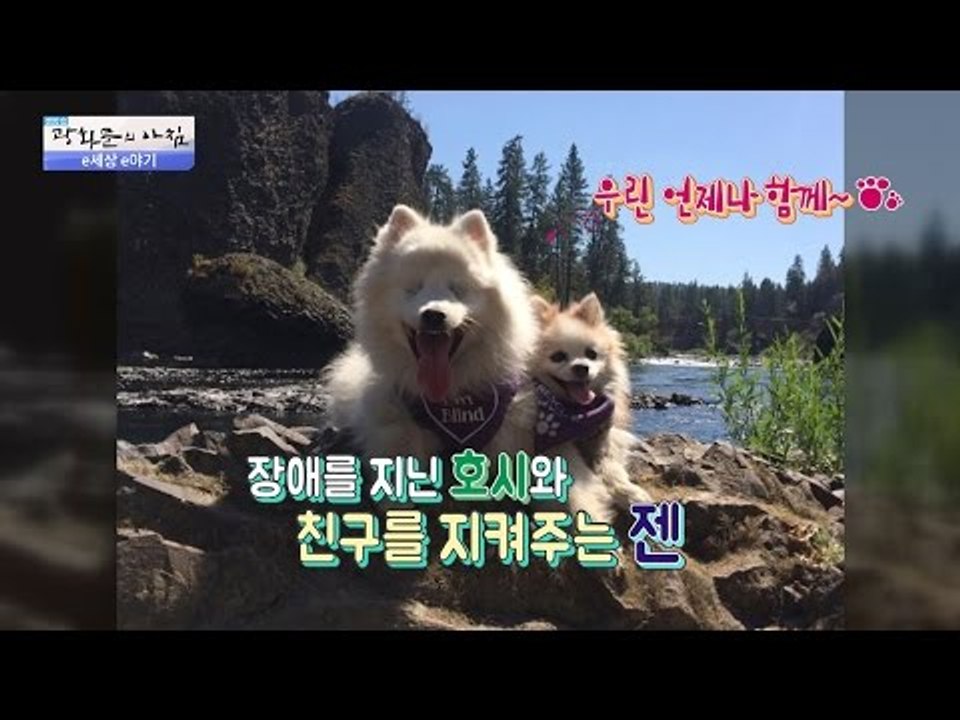 포메라니안 왈 “내 친구는 내가 지킨다!“ [광화문의 아침] 317회 20160914