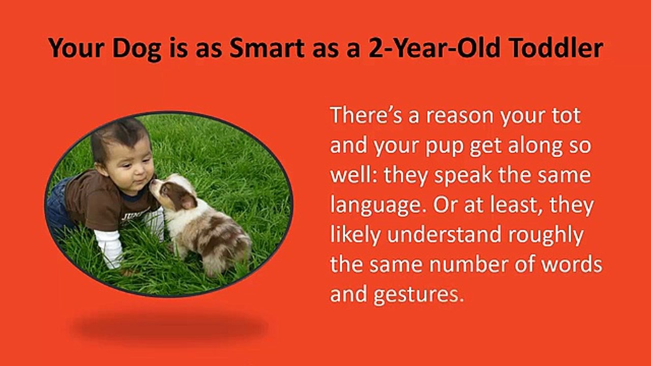 Know 8 Matters About Your Pet