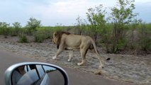 Grosse frayeur pour cet homme qui filme un lion !
