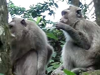 Indo Bali - Makak ca gratte