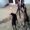 Funny Clip _ Funny Video _ Got very dangerous kick girl....
