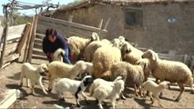 Malatya'da Koyun Kırkım Kursu