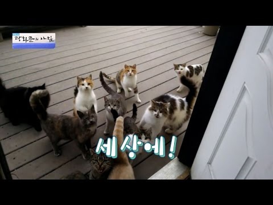 집을 찾아온 고양이 손님들! [광화문의 아침] 316회 20160913