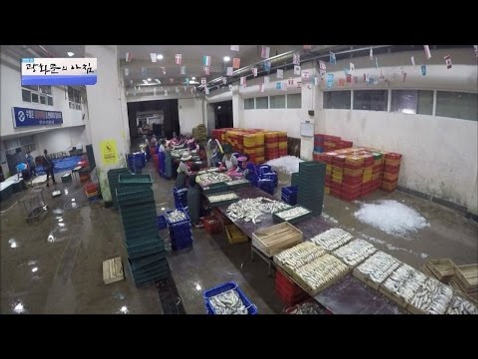 상자가 비좁을 정도로 가득 찬 참조기들! [광화문의 아침] 316회 20160913